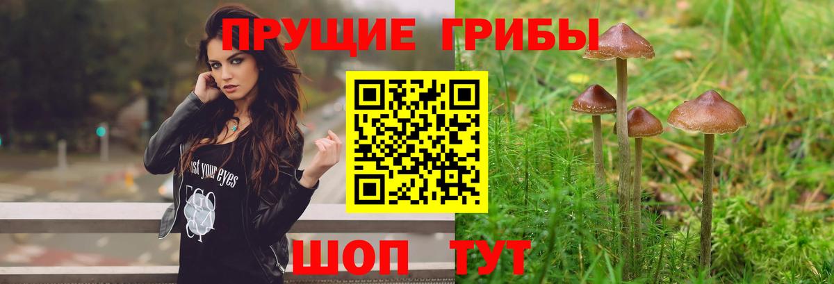 Псилоцибиновые грибы мицелий Шарыпово